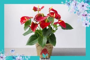 آنتوریوم گلدانی - فروشگاه آنلاین گل الی ماما
