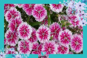 دیانتوس - فروش گل و گیاه الی ماما