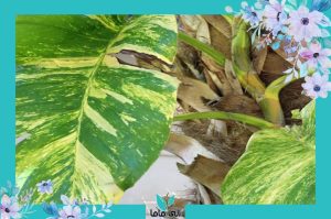 پتوس هاوایی - فروش گل و گیاه الی ماما