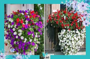 گل اطلسی - فروش گل و گیاه الی ماما
