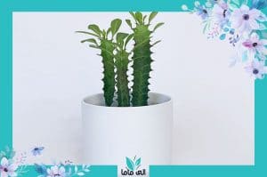 معرفی کامل کاکتوس افوربیا- فروش گل و گیاه الی ماما